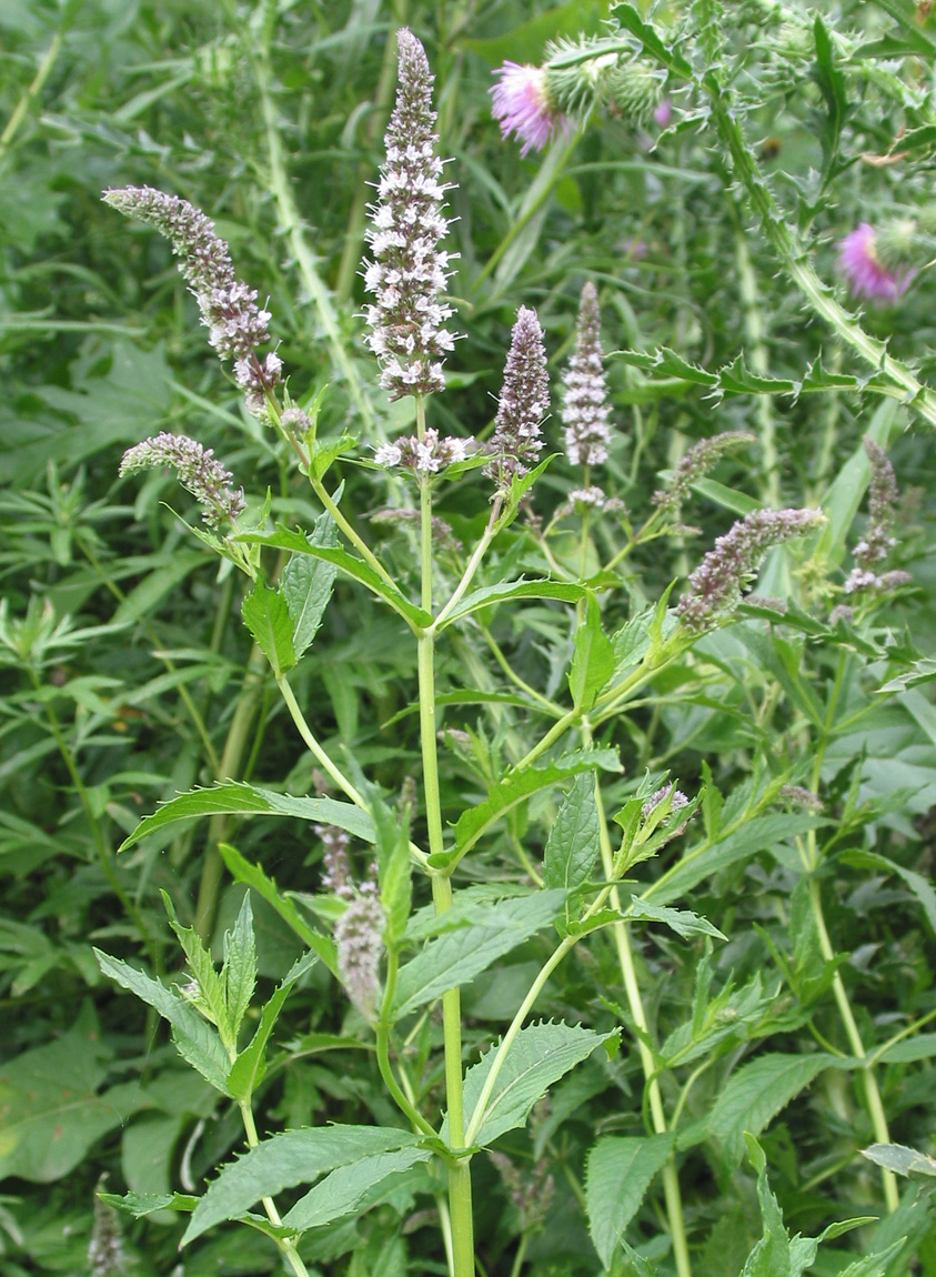 Image of Mentha &times; piperita specimen.