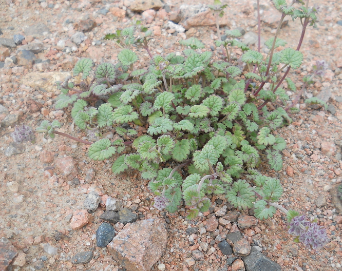 Image of Dracocephalum stamineum specimen.