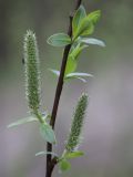 Salix phylicifolia. Ветвь с женскими соцветиями. Санкт-Петербург, Старый Петергоф, у платформы \"Университет\". 10.05.2009.