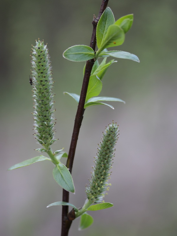 Изображение особи Salix phylicifolia.