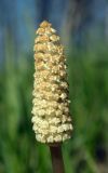 Equisetum sylvaticum. Стробил. Новгородская обл., г. Боровичи, луг у бывшего карьера по добыче огнеупорной глины. 06.05.2015.