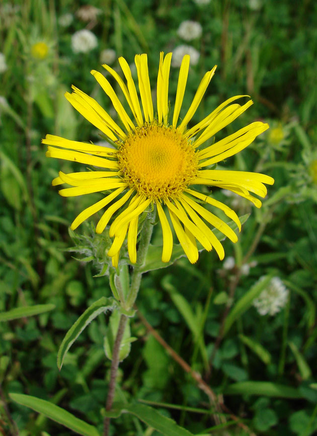 Изображение особи Inula britannica.