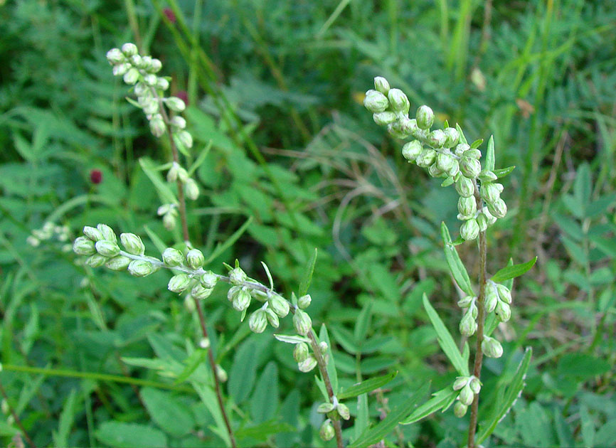 Image of Artemisia integrifolia specimen.