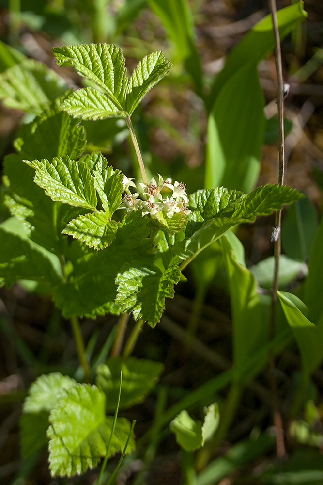 Image of Rubus saxatilis specimen.