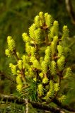 Abies sibirica