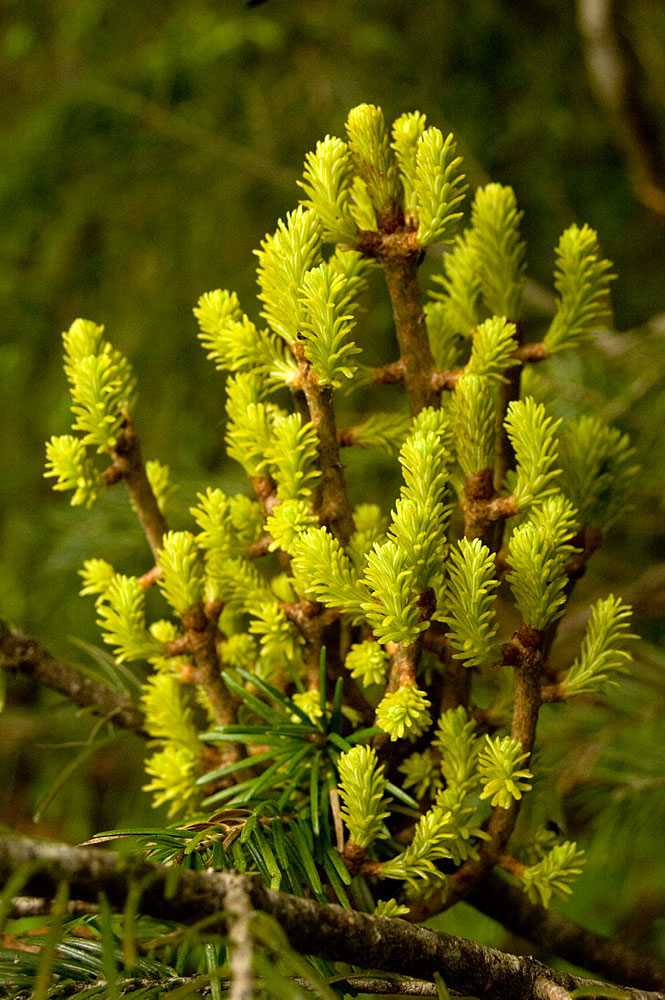 Image of Abies sibirica specimen.