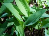 Convallaria majalis. Растения с развивающимися цветоносами. Ленинградская обл., Волховский р-н, лес на берегу р. Волхов на въезде в Новую Ладогу. 19.05.2014.