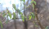 Amygdalus communis