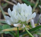 Trifolium hybridum