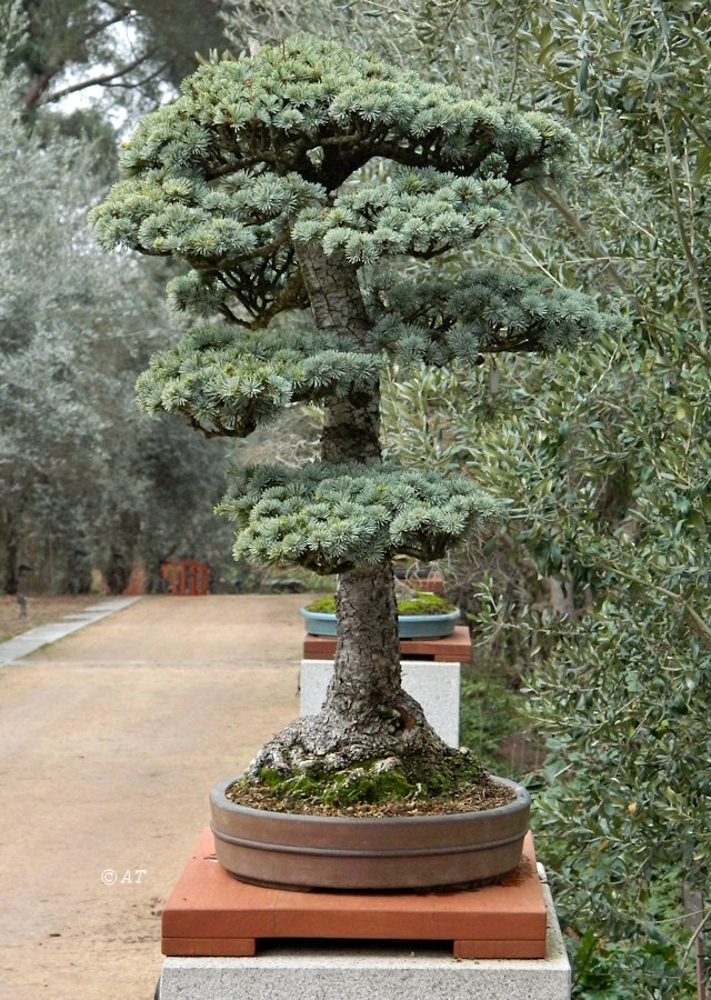 Image of Cedrus atlantica specimen.