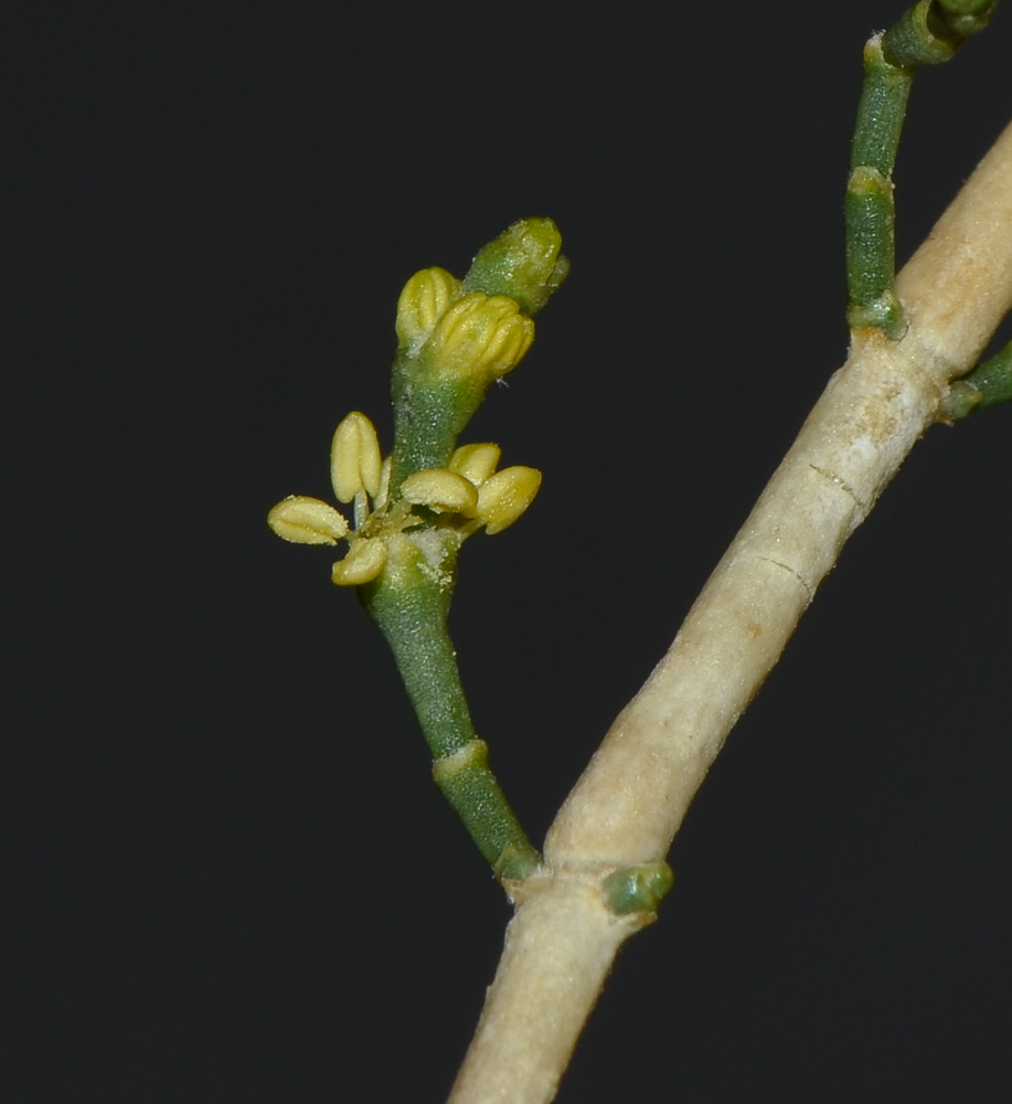 Image of Haloxylon persicum specimen.