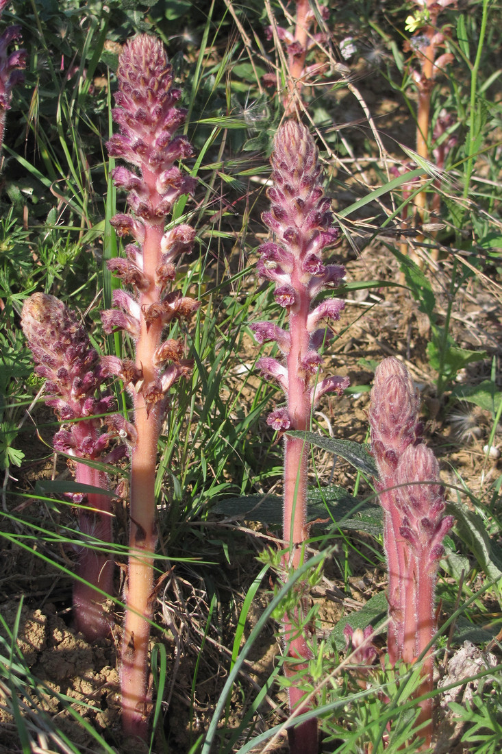 Image of Orobanche pubescens specimen.