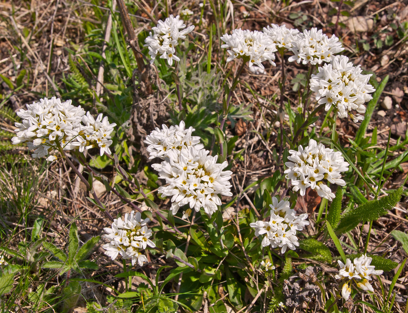 Image of Noccaea macrantha specimen.
