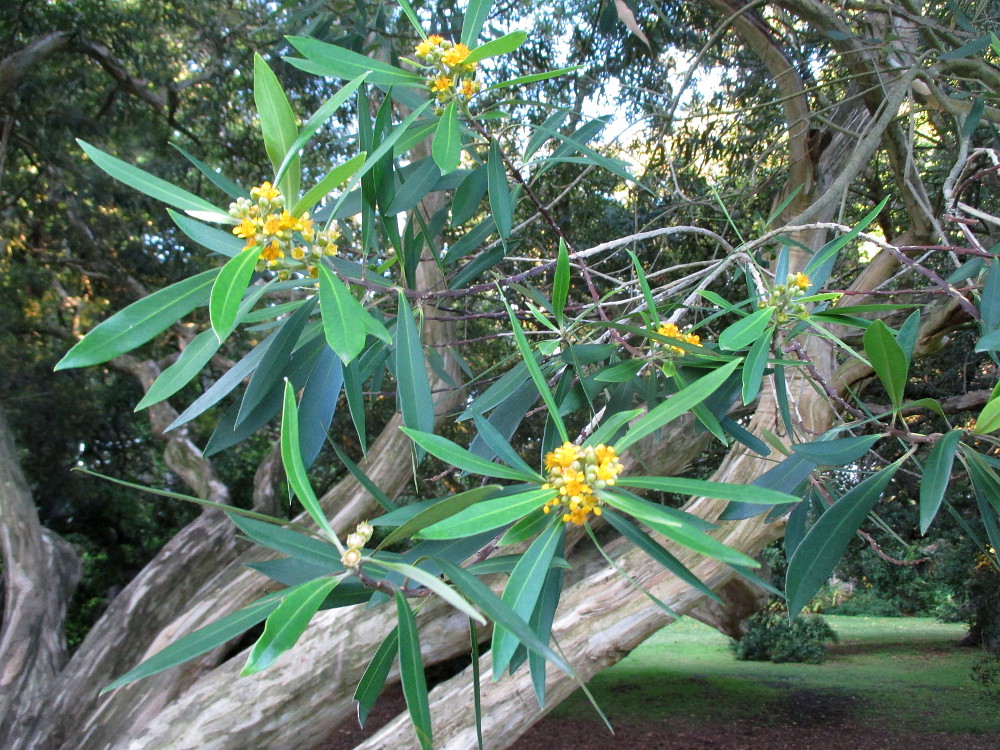 Image of Tristaniopsis laurina specimen.