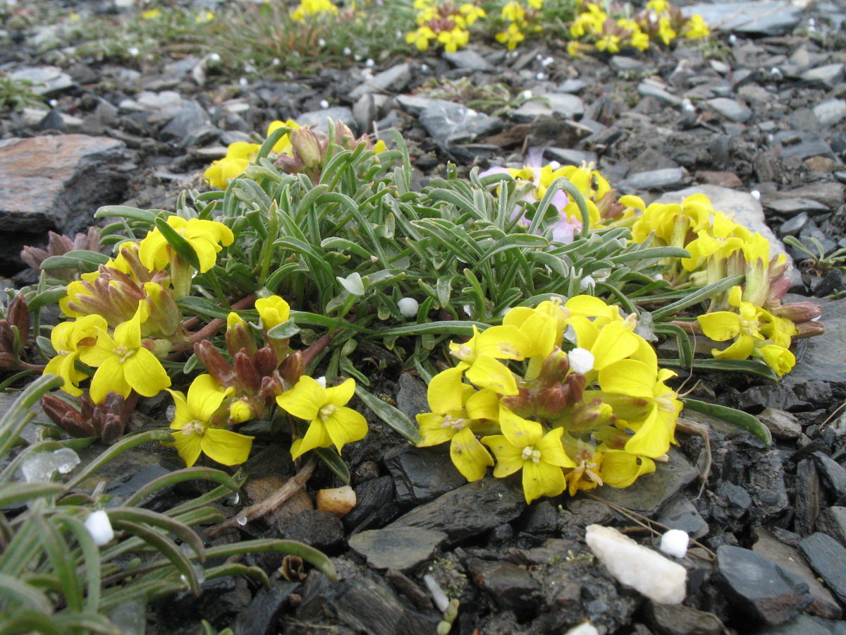 Image of Erysimum humillimum specimen.