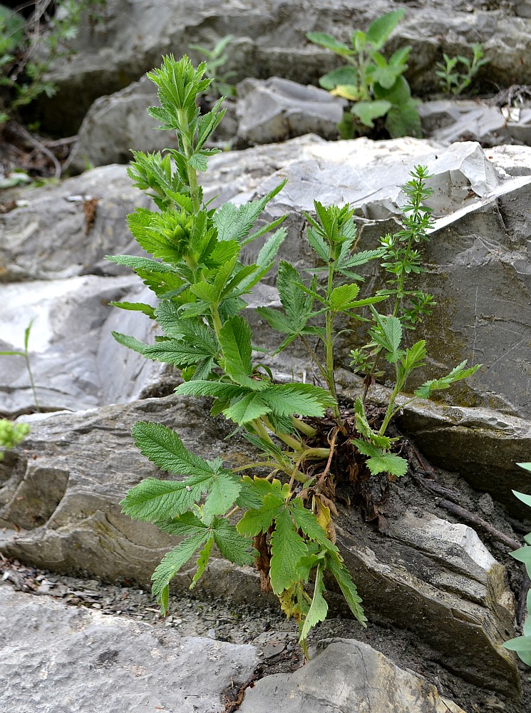 Изображение особи род Potentilla.