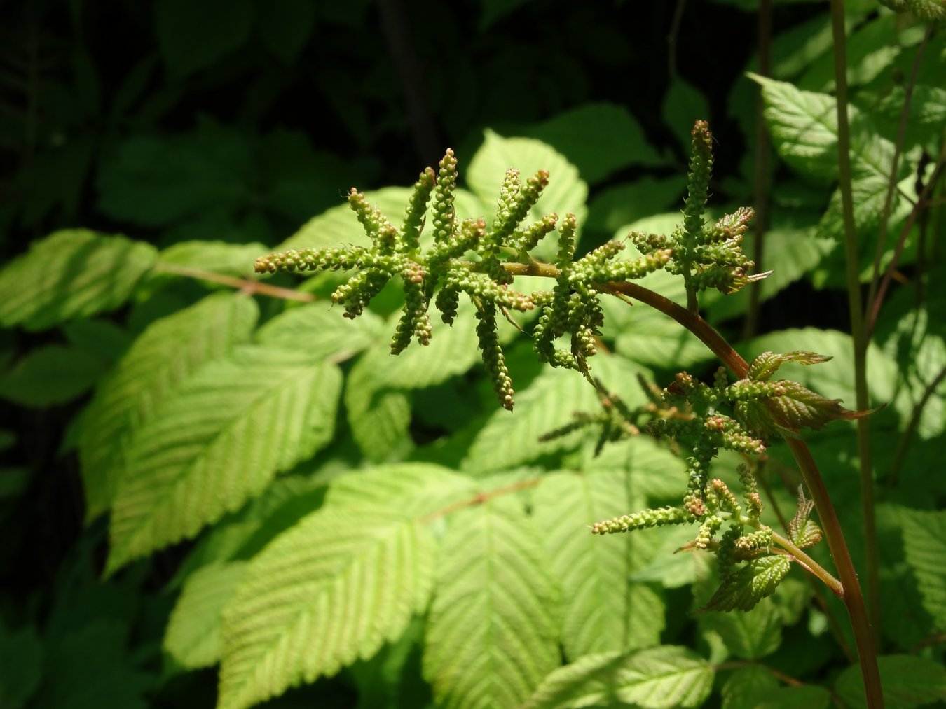 Изображение особи Aruncus dioicus.
