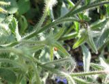 Borago officinalis. Часть отцветшего соцветия. Крым, Симферополь, ботсад университета. 27 октября 2009 г.