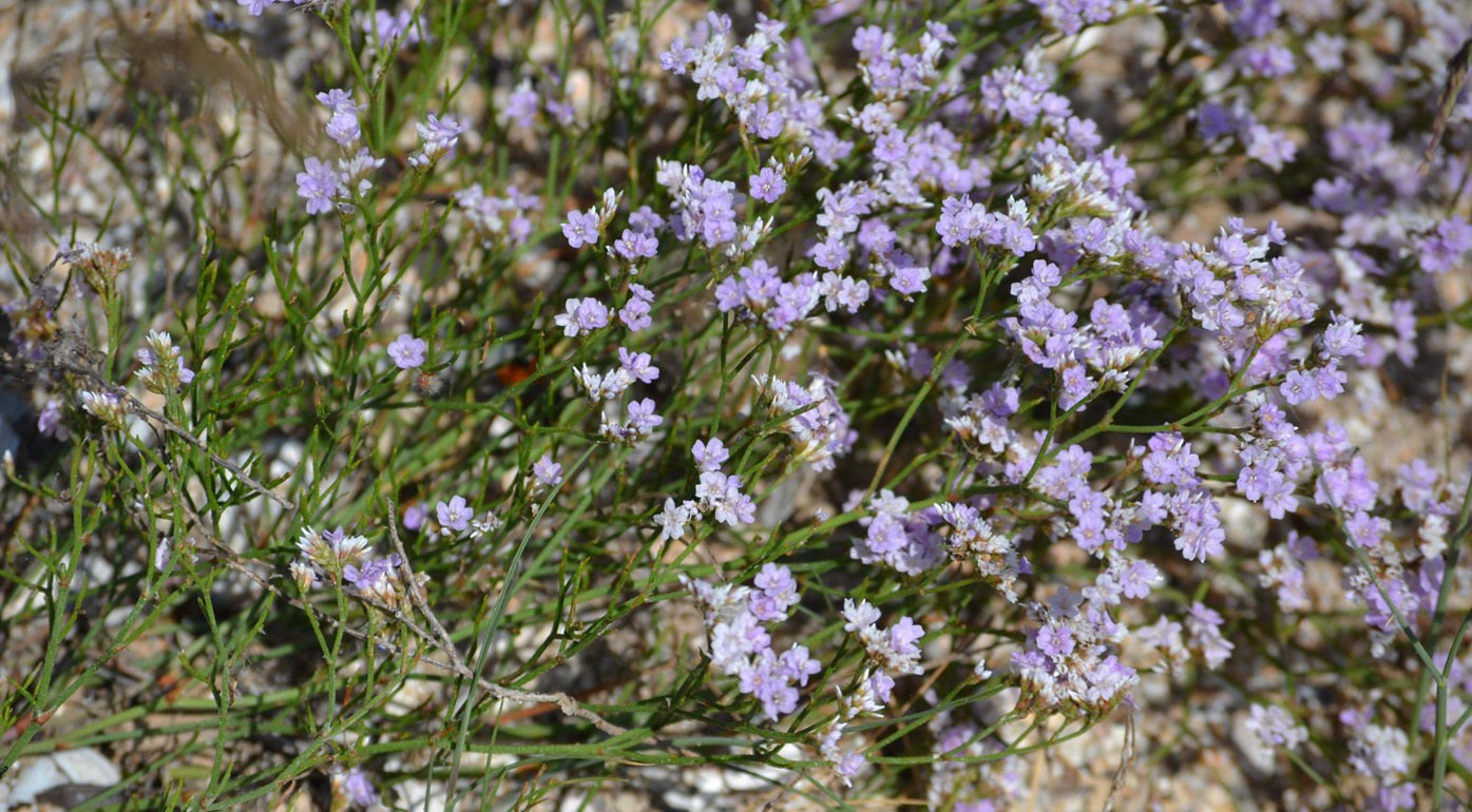 Изображение особи Limonium caspium.