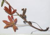 Potentilla obscura