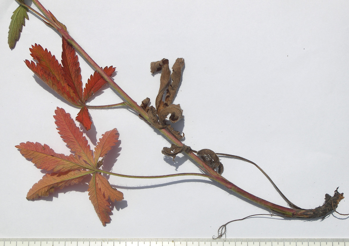 Image of Potentilla obscura specimen.