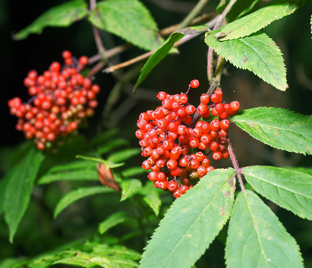 Изображение особи Sambucus racemosa.