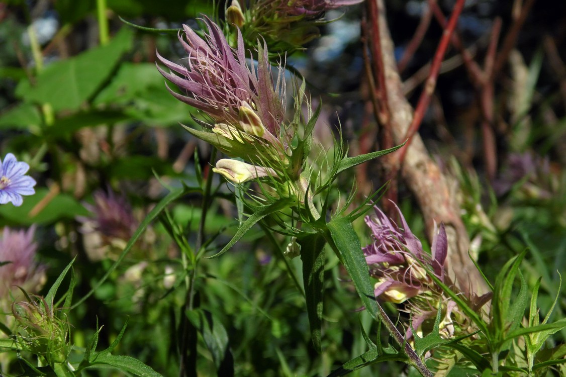 Изображение особи Melampyrum argyrocomum.