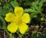 Potentilla sphenophylla. Цветок. Краснодарский край, м/о г. Геленджик, хр. Маркотх, гора Солдатская, ≈ 630 м н.у.м., горный луг. 09.05.2016.