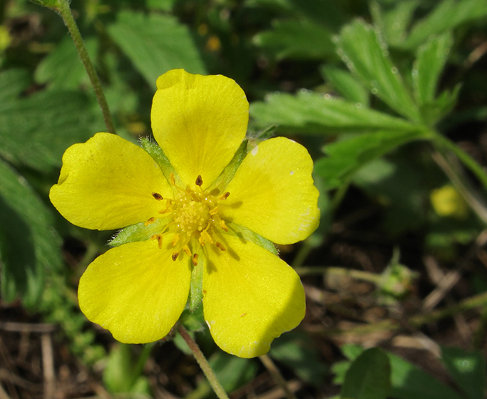 Изображение особи Potentilla sphenophylla.