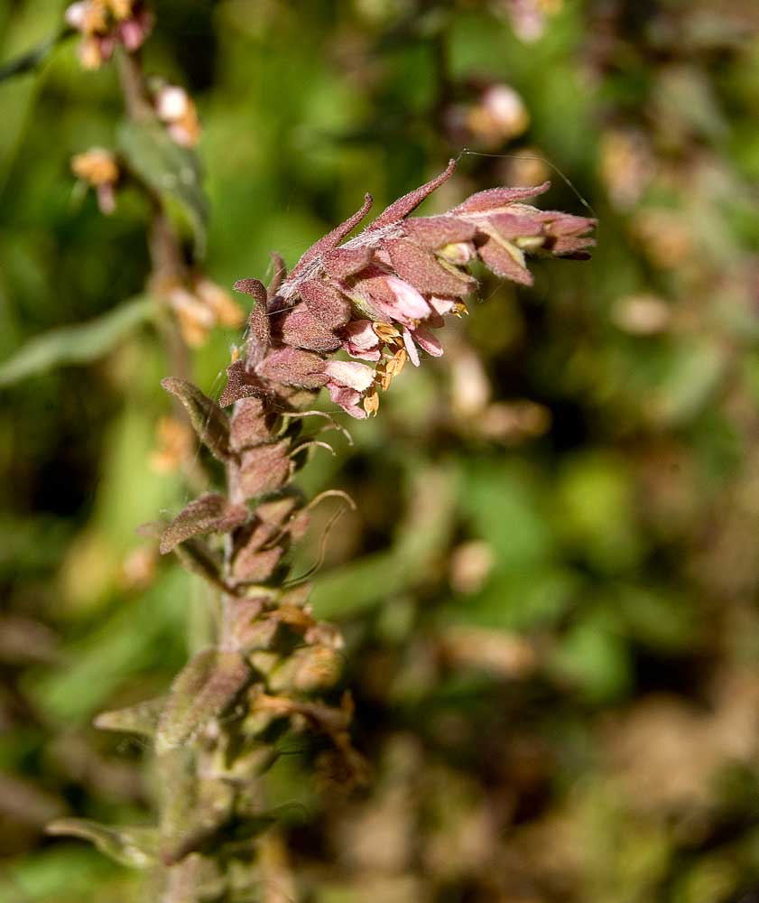 Изображение особи Odontites vulgaris.