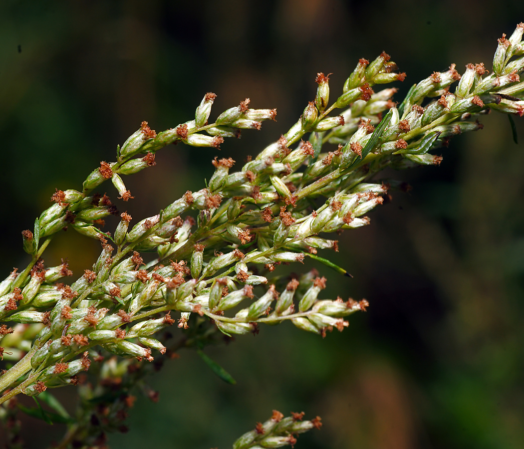 Изображение особи Artemisia vulgaris.