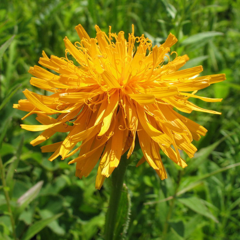 Image of Trommsdorffia ciliata specimen.