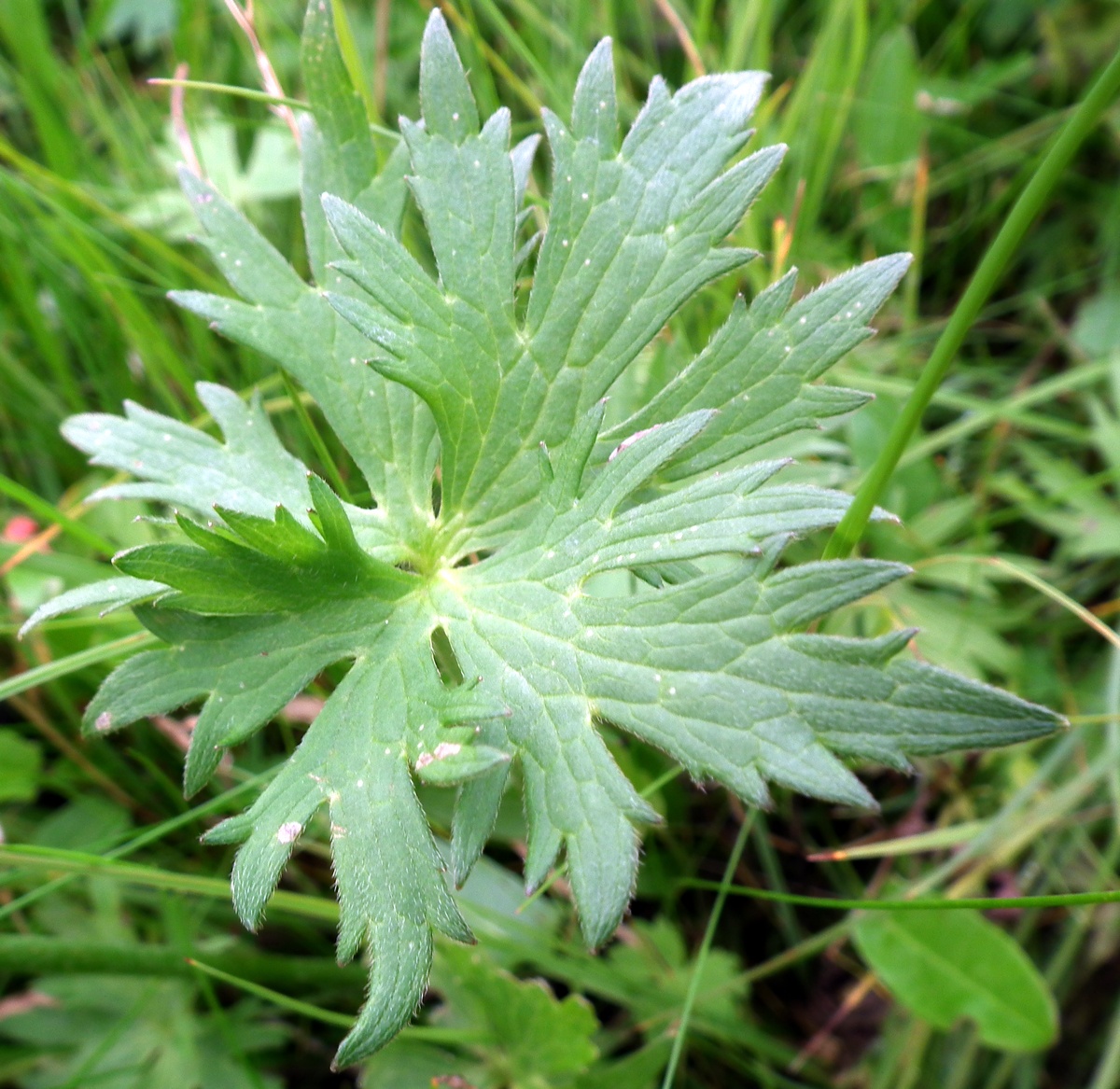 Image of genus Ranunculus specimen.