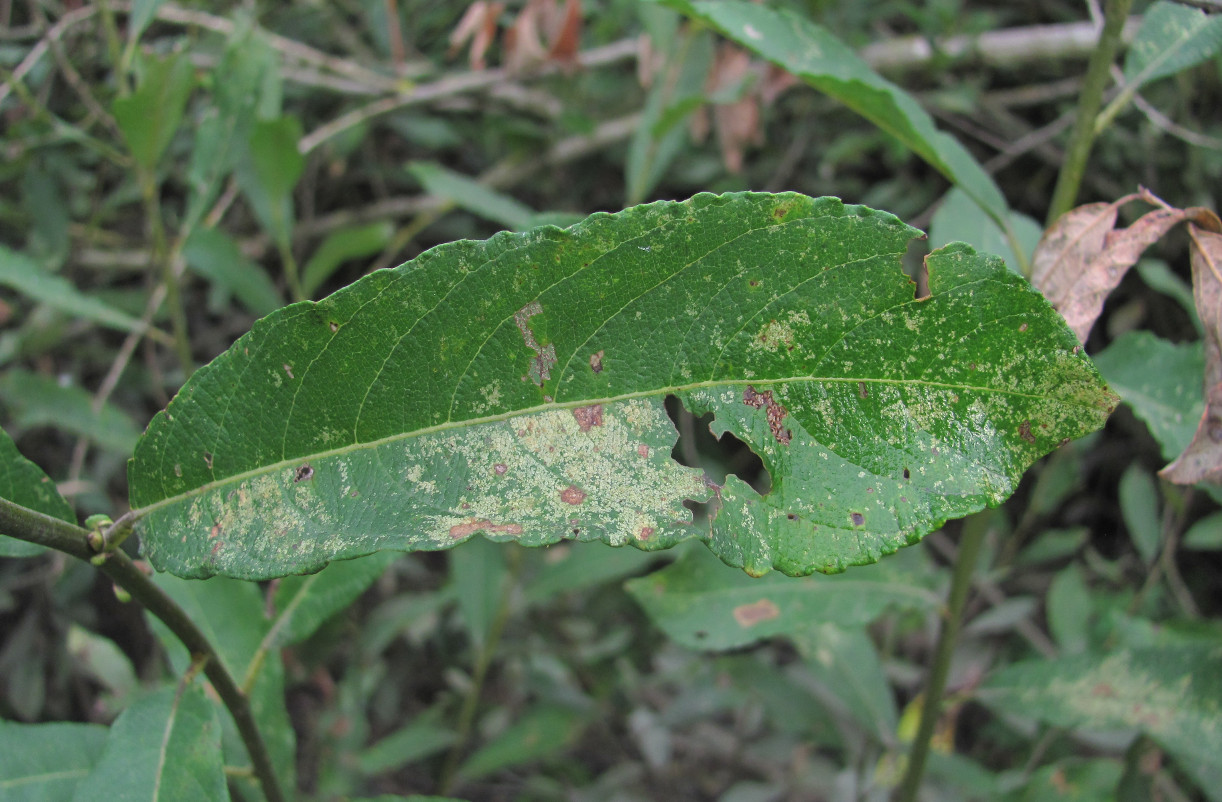 Image of Salix cinerea specimen.