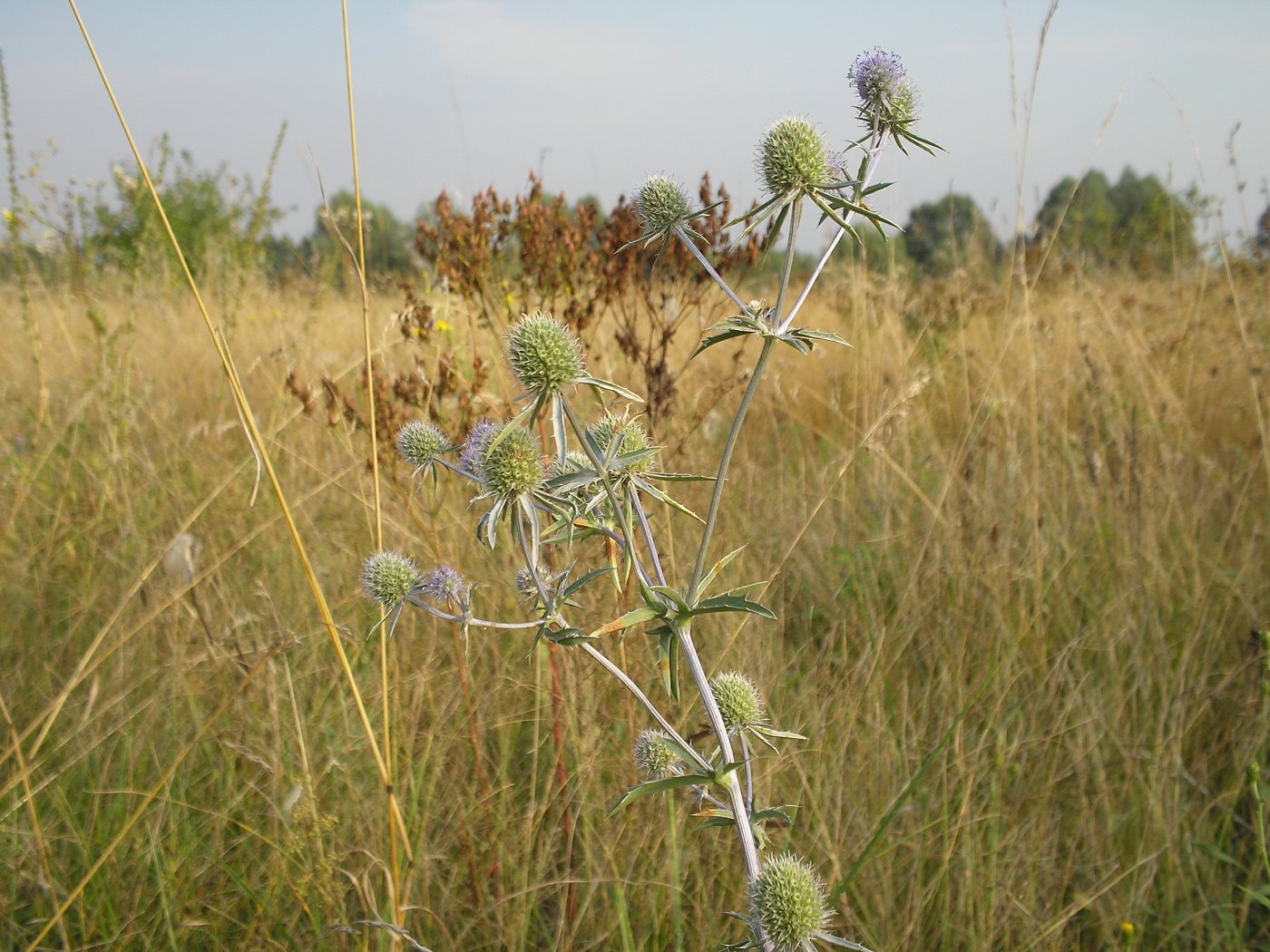 Изображение особи Eryngium planum.