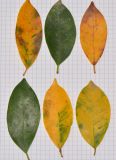 Ficus microcarpa