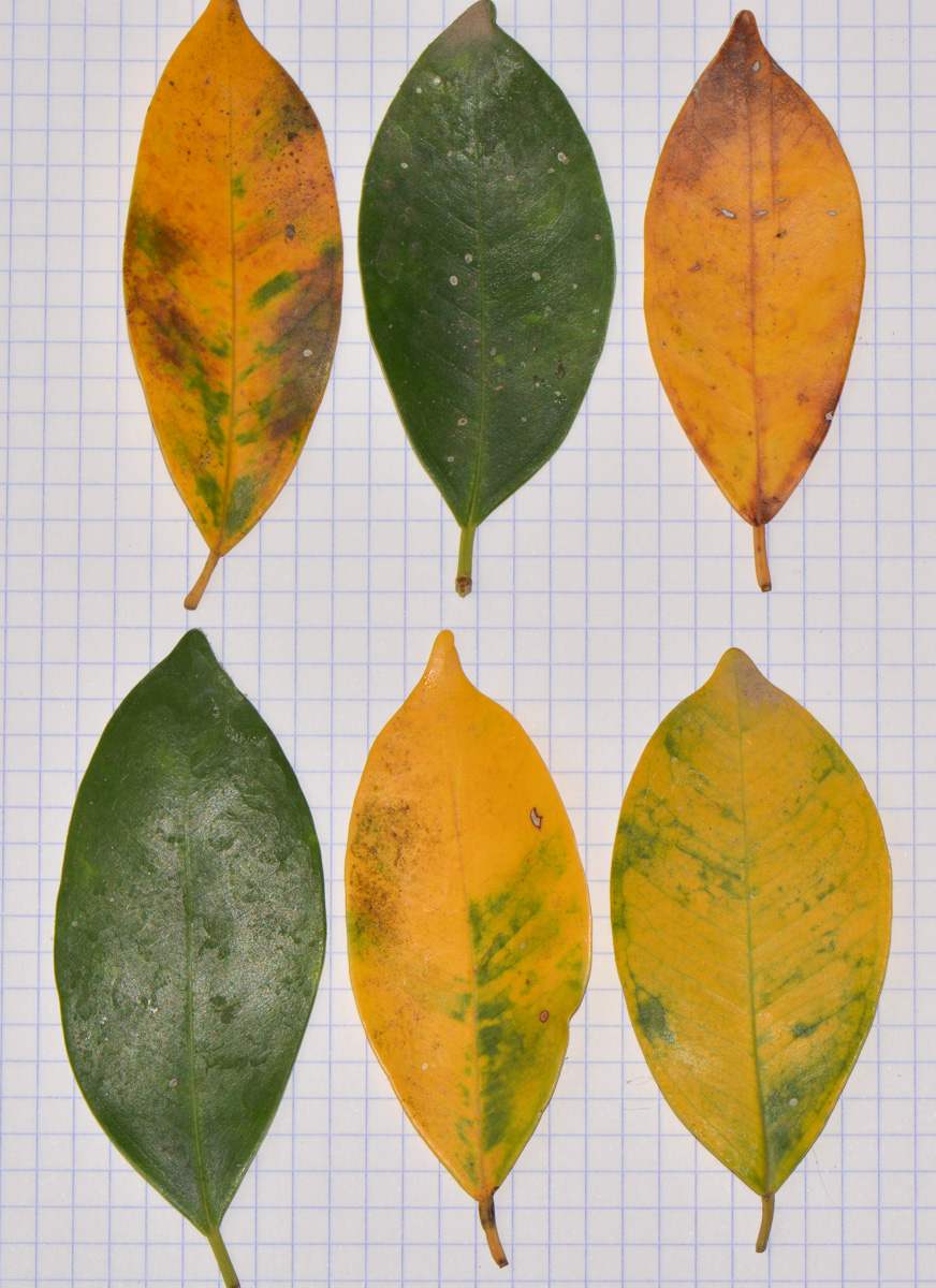 Image of Ficus microcarpa specimen.