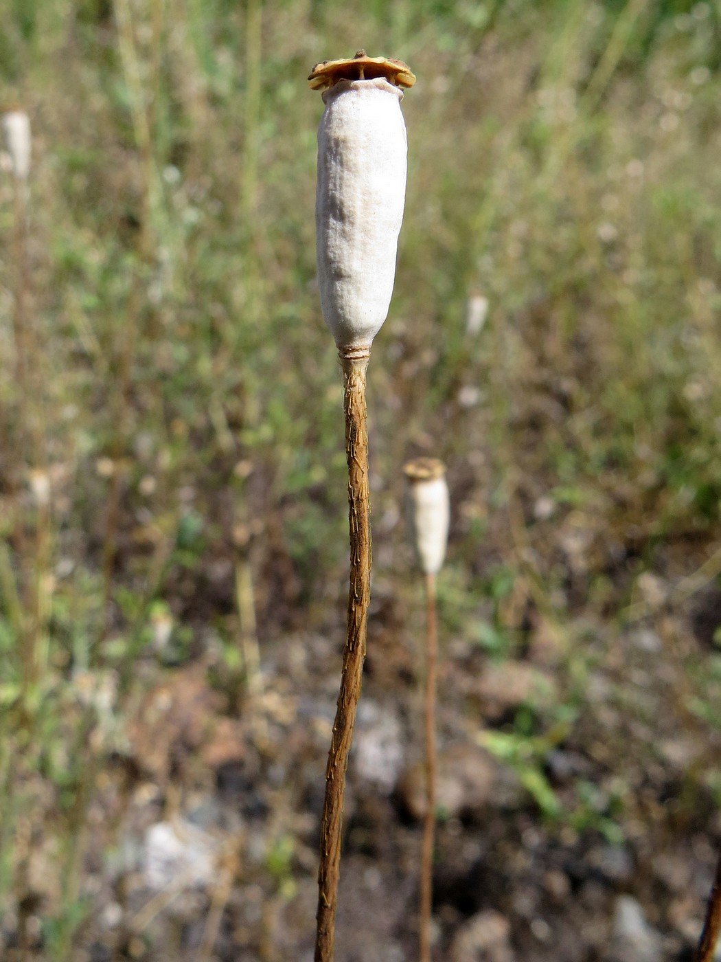 Изображение особи Papaver dubium.