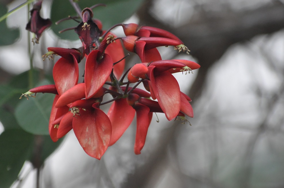 Изображение особи Erythrina crista-galli.