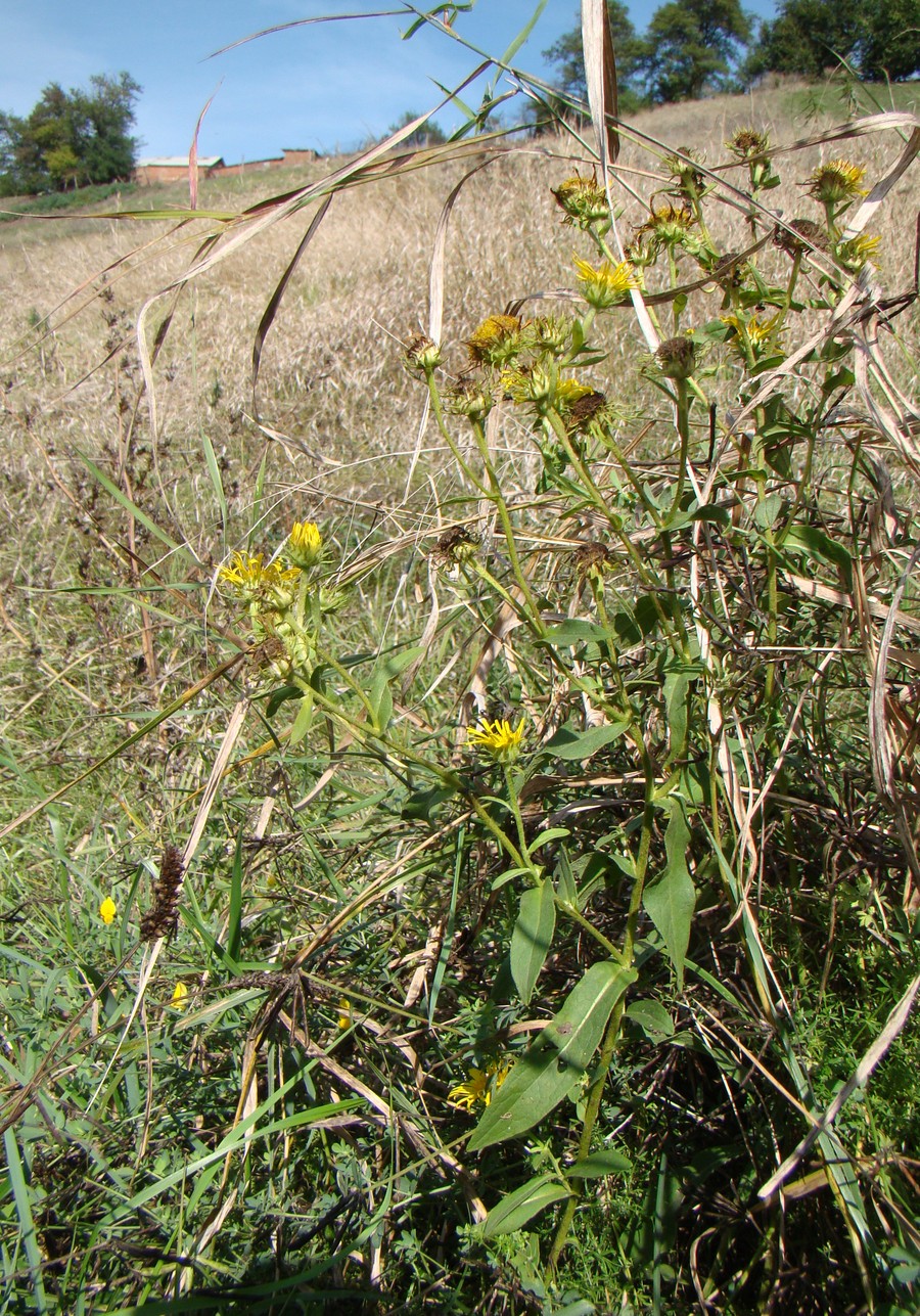 Изображение особи Inula britannica.