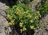 Potentilla brachypetala