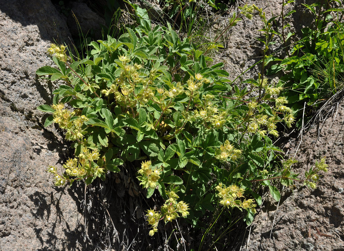 Изображение особи Potentilla brachypetala.