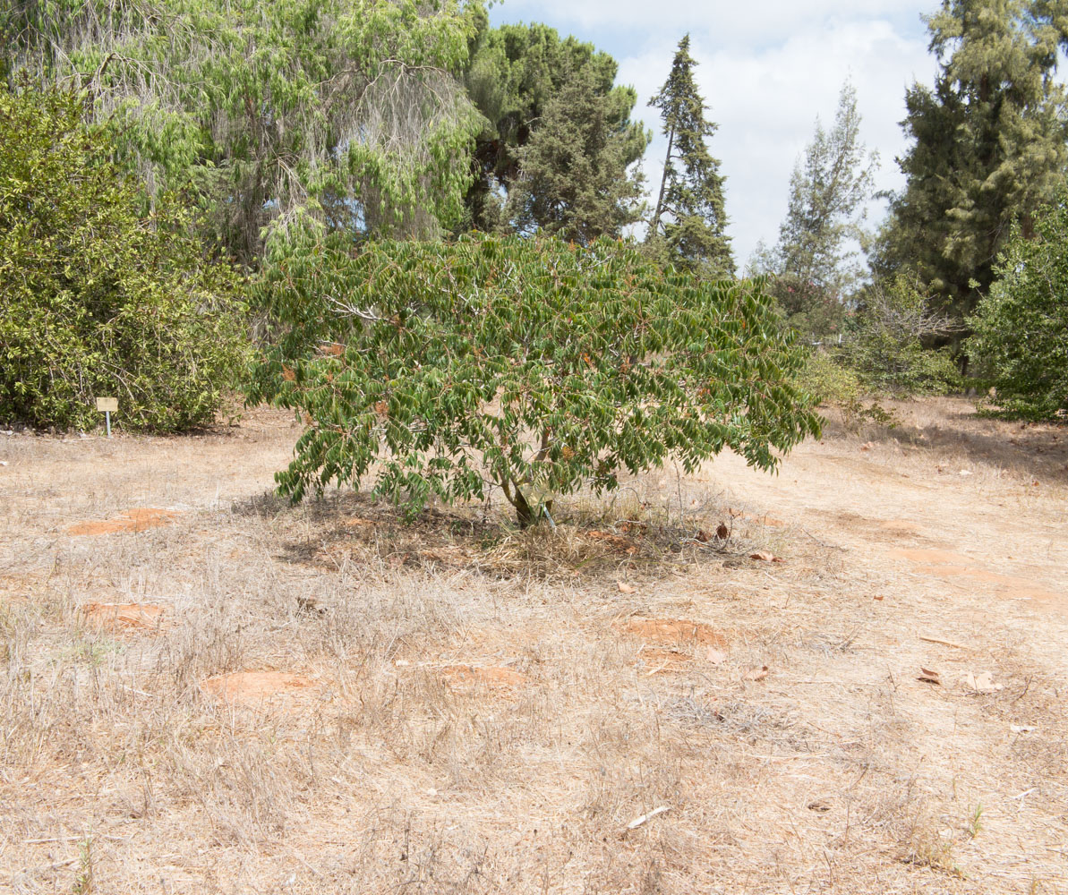 Изображение особи Rhus copallinum.