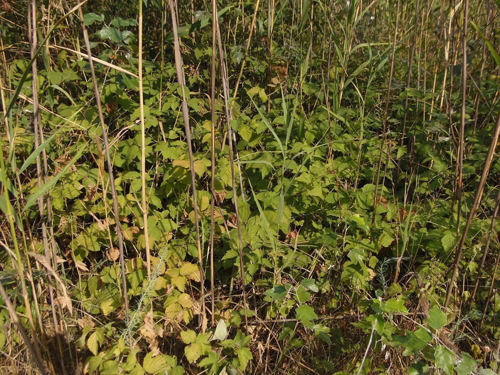 Image of Rubus caesius specimen.