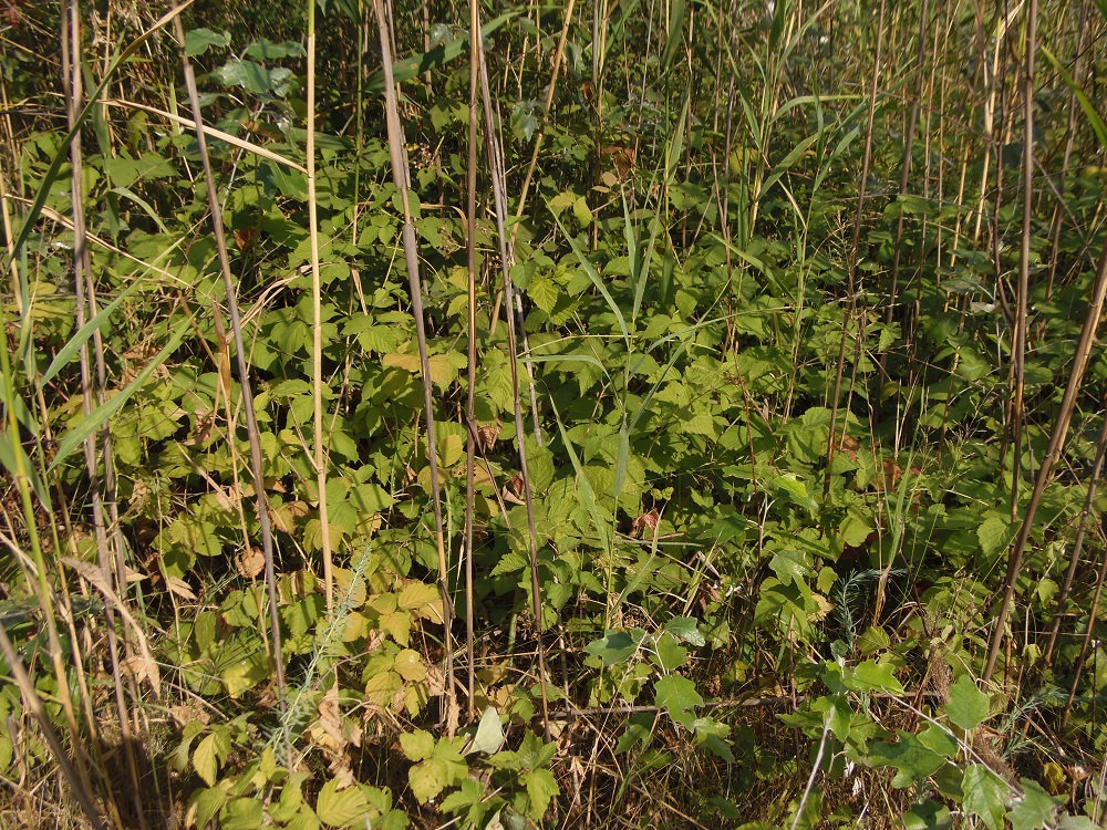 Изображение особи Rubus caesius.