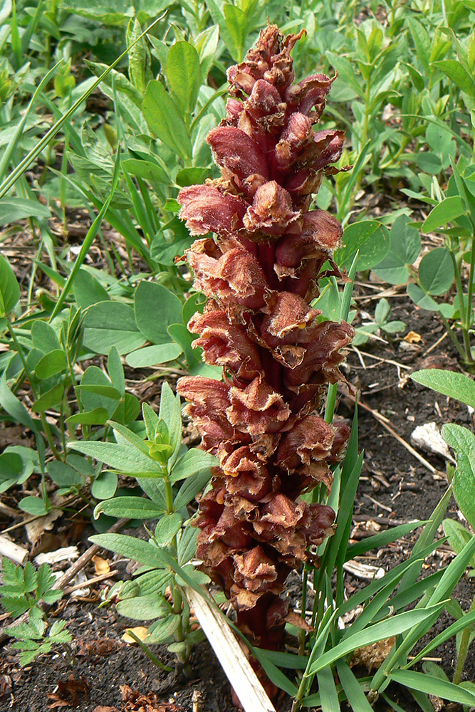 Изображение особи Orobanche colorata.