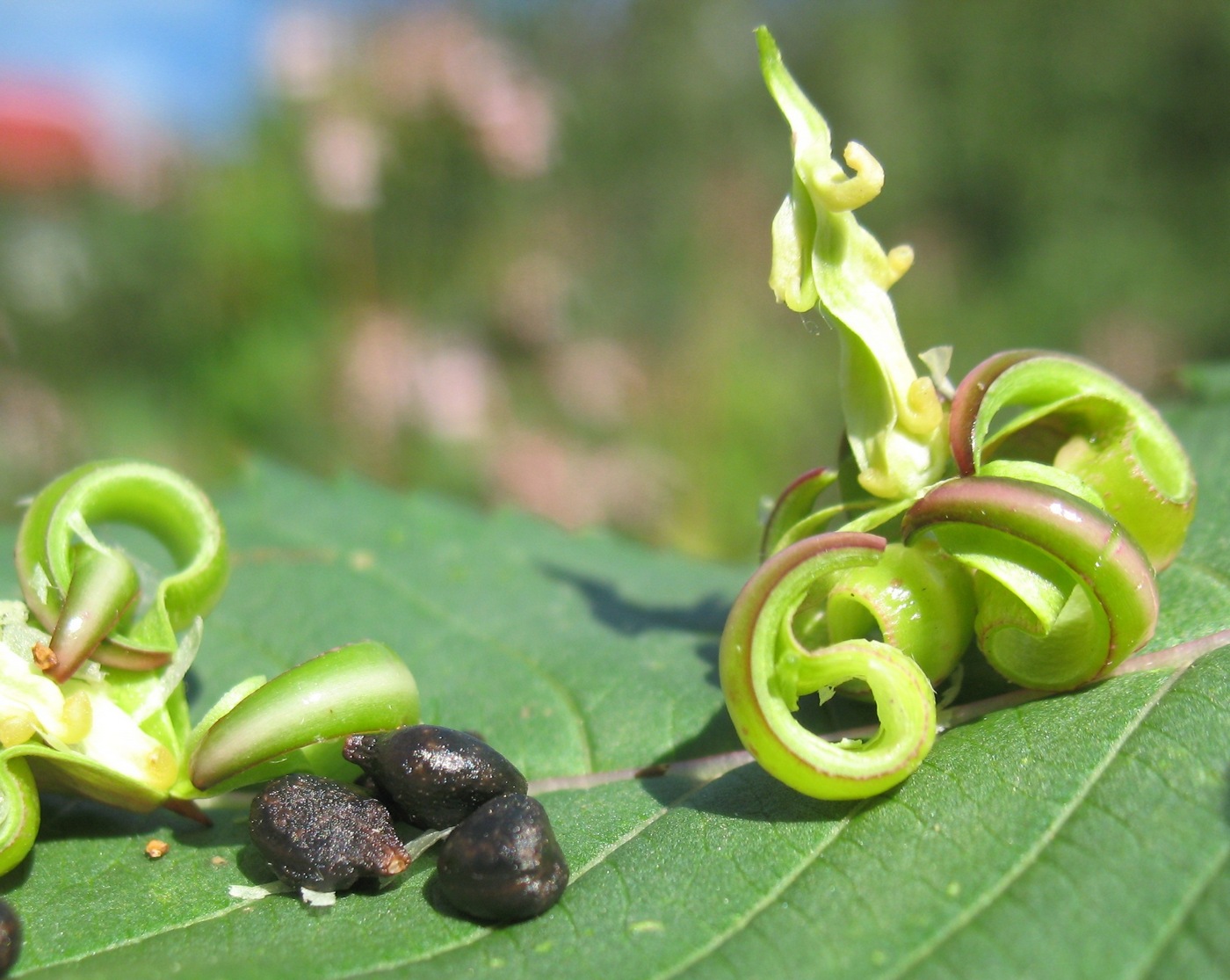 Изображение особи Impatiens glandulifera.