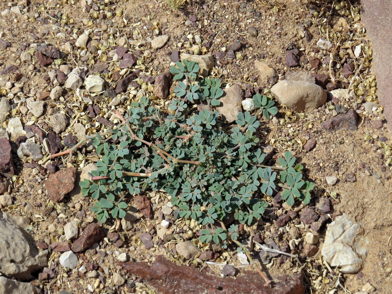 Image of Seetzenia lanata specimen.