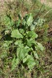 Rumex confertus