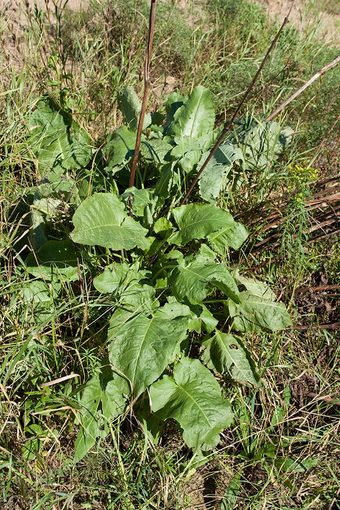 Image of Rumex confertus specimen.